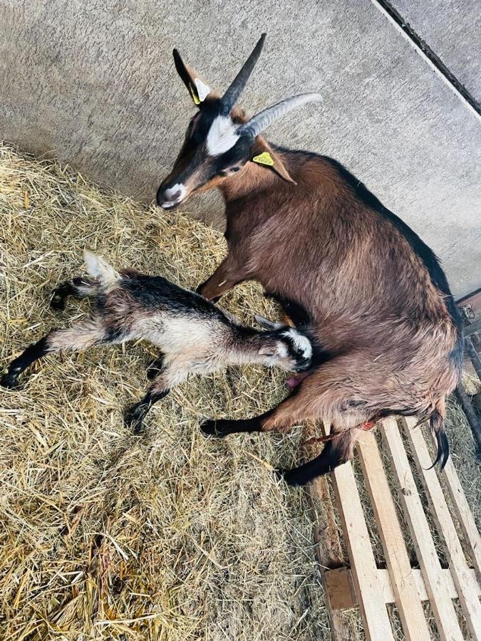 Kota A La Ferme Hotel Beaufort-en-Argonne Kültér fotó